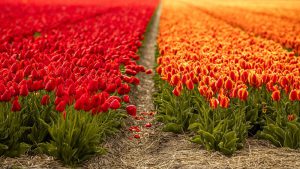 Holenderskie Tulipany