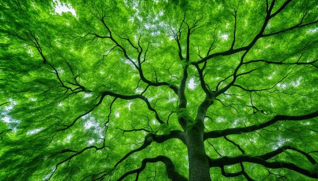 Grab pospolity Carpinus betulus