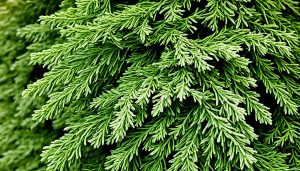 Żywotnik zachodni (Thuja occidentalis) to iglaste drzewo ozdobne pochodzące z Ameryki Północnej